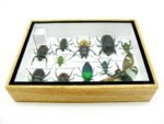 Echte tropische Insekten - Einzelstück - im 3D M-Schaukasten - Wandbild 1-A-M-09 – Bild 10