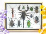 Echte tropische Insekten - Einzelstück - im 3D M-Schaukasten - Wandbild 3-A-M-10