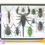Echte tropische Insekten - Einzelstück - im 3D M-Schaukasten - Wandbild 3-A-M-10