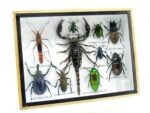 Echte tropische Insekten - Einzelstück - im 3D M-Schaukasten - Wandbild 3-A-M-10 – Bild 2