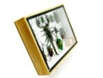 Echte tropische Insekten - Einzelstück - im 3D M-Schaukasten - Wandbild 3-A-M-10 – Bild 3