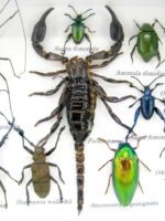 Echte tropische Insekten - Einzelstück - im 3D M-Schaukasten - Wandbild 3-A-M-10 – Bild 4