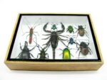 Echte tropische Insekten - Einzelstück - im 3D M-Schaukasten - Wandbild 3-A-M-10 – Bild 5