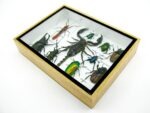 Echte tropische Insekten - Einzelstück - im 3D M-Schaukasten - Wandbild 3-A-M-10 – Bild 6