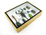 Echte tropische Insekten - Einzelstück - im 3D M-Schaukasten - Wandbild 3-A-M-10 – Bild 7