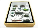 Echte tropische Insekten - Einzelstück - im 3D M-Schaukasten - Wandbild 3-A-M-10 – Bild 8