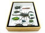 Echte tropische Insekten - Einzelstück - im 3D M-Schaukasten - Wandbild 3-A-M-10 – Bild 9