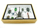 Echte tropische Insekten - Einzelstück - im 3D M-Schaukasten - Wandbild 3-A-M-10 – Bild 10