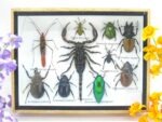 Echte tropische Insekten - Einzelstück - im 3D M-Schaukasten - Wandbild 4-A-M-11