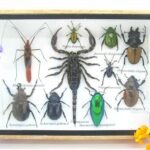 Echte tropische Insekten - Einzelstück - im 3D M-Schaukasten - Wandbild 4-A-M-11