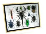Echte tropische Insekten - Einzelstück - im 3D M-Schaukasten - Wandbild 4-A-M-11 – Bild 2