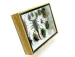 Echte tropische Insekten - Einzelstück - im 3D M-Schaukasten - Wandbild 4-A-M-11 – Bild 3