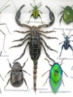 Echte tropische Insekten - Einzelstück - im 3D M-Schaukasten - Wandbild 4-A-M-11 – Bild 4