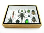 Echte tropische Insekten - Einzelstück - im 3D M-Schaukasten - Wandbild 4-A-M-11 – Bild 5