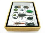 Echte tropische Insekten - Einzelstück - im 3D M-Schaukasten - Wandbild 4-A-M-11 – Bild 8