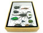 Echte tropische Insekten - Einzelstück - im 3D M-Schaukasten - Wandbild 4-A-M-11 – Bild 9