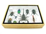 Echte tropische Insekten - Einzelstück - im 3D M-Schaukasten - Wandbild 4-A-M-11 – Bild 10