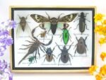 Echte tropische Insekten - Einzelstück - im 3D M-Schaukasten - Wandbild 7-A-M-12