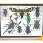 Echte tropische Insekten - Einzelstück - im 3D M-Schaukasten - Wandbild 7-A-M-12
