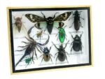 Echte tropische Insekten - Einzelstück - im 3D M-Schaukasten - Wandbild 7-A-M-12 – Bild 2