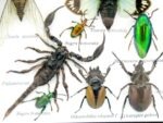 Echte tropische Insekten - Einzelstück - im 3D M-Schaukasten - Wandbild 7-A-M-12 – Bild 4