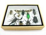 Echte tropische Insekten - Einzelstück - im 3D M-Schaukasten - Wandbild 7-A-M-12 – Bild 5