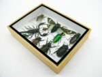 Echte tropische Insekten - Einzelstück - im 3D M-Schaukasten - Wandbild 7-A-M-12 – Bild 6