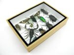 Echte tropische Insekten - Einzelstück - im 3D M-Schaukasten - Wandbild 7-A-M-12 – Bild 7