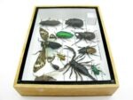 Echte tropische Insekten - Einzelstück - im 3D M-Schaukasten - Wandbild 7-A-M-12 – Bild 8