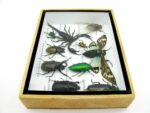 Echte tropische Insekten - Einzelstück - im 3D M-Schaukasten - Wandbild 7-A-M-12 – Bild 9
