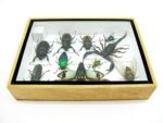 Echte tropische Insekten - Einzelstück - im 3D M-Schaukasten - Wandbild 7-A-M-12 – Bild 10