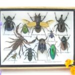 Echte tropische Insekten - Einzelstück - im 3D M-Schaukasten - Wandbild 8-A-M-13
