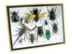 Echte tropische Insekten - Einzelstück - im 3D M-Schaukasten - Wandbild 8-A-M-13 – Bild 2