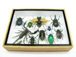 Echte tropische Insekten - Einzelstück - im 3D M-Schaukasten - Wandbild 8-A-M-13 – Bild 5