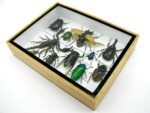 Echte tropische Insekten - Einzelstück - im 3D M-Schaukasten - Wandbild 8-A-M-13 – Bild 6