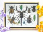 Echte tropische Insekten - Einzelstück - im 3D M-Schaukasten - Wandbild 1-A-M-14