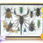 Echte tropische Insekten - Einzelstück - im 3D M-Schaukasten - Wandbild 1-A-M-14