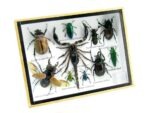 Echte tropische Insekten - Einzelstück - im 3D M-Schaukasten - Wandbild 1-A-M-14 – Bild 3
