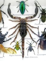 Echte tropische Insekten - Einzelstück - im 3D M-Schaukasten - Wandbild 1-A-M-14 – Bild 5