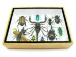 Echte tropische Insekten - Einzelstück - im 3D M-Schaukasten - Wandbild 1-A-M-14 – Bild 6