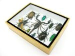 Echte tropische Insekten - Einzelstück - im 3D M-Schaukasten - Wandbild 1-A-M-14 – Bild 7
