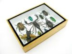 Echte tropische Insekten - Einzelstück - im 3D M-Schaukasten - Wandbild 1-A-M-14 – Bild 8