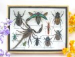 Echte tropische Insekten - Einzelstück - im 3D M-Schaukasten - Wandbild 5-A-M-15