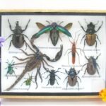 Echte tropische Insekten - Einzelstück - im 3D M-Schaukasten - Wandbild 5-A-M-15