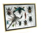 Echte tropische Insekten - Einzelstück - im 3D M-Schaukasten - Wandbild 5-A-M-15 – Bild 2