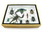 Echte tropische Insekten - Einzelstück - im 3D M-Schaukasten - Wandbild 5-A-M-15 – Bild 5