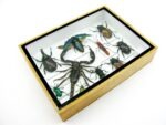 Echte tropische Insekten - Einzelstück - im 3D M-Schaukasten - Wandbild 5-A-M-15 – Bild 7