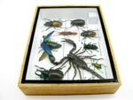 Echte tropische Insekten - Einzelstück - im 3D M-Schaukasten - Wandbild 5-A-M-15 – Bild 8