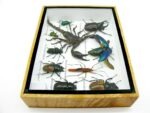Echte tropische Insekten - Einzelstück - im 3D M-Schaukasten - Wandbild 5-A-M-15 – Bild 9