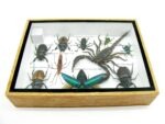 Echte tropische Insekten - Einzelstück - im 3D M-Schaukasten - Wandbild 5-A-M-15 – Bild 10